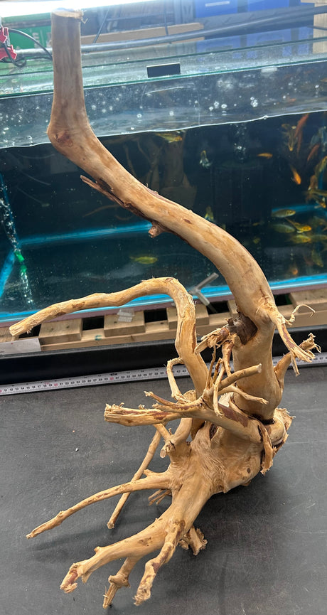 W.Y.S.I.W.Y.G.- 609 - Large Piece of Spiderwood | Substrates & Hardscape | Largest Tropical Fish Selection at Your Local Fish Store