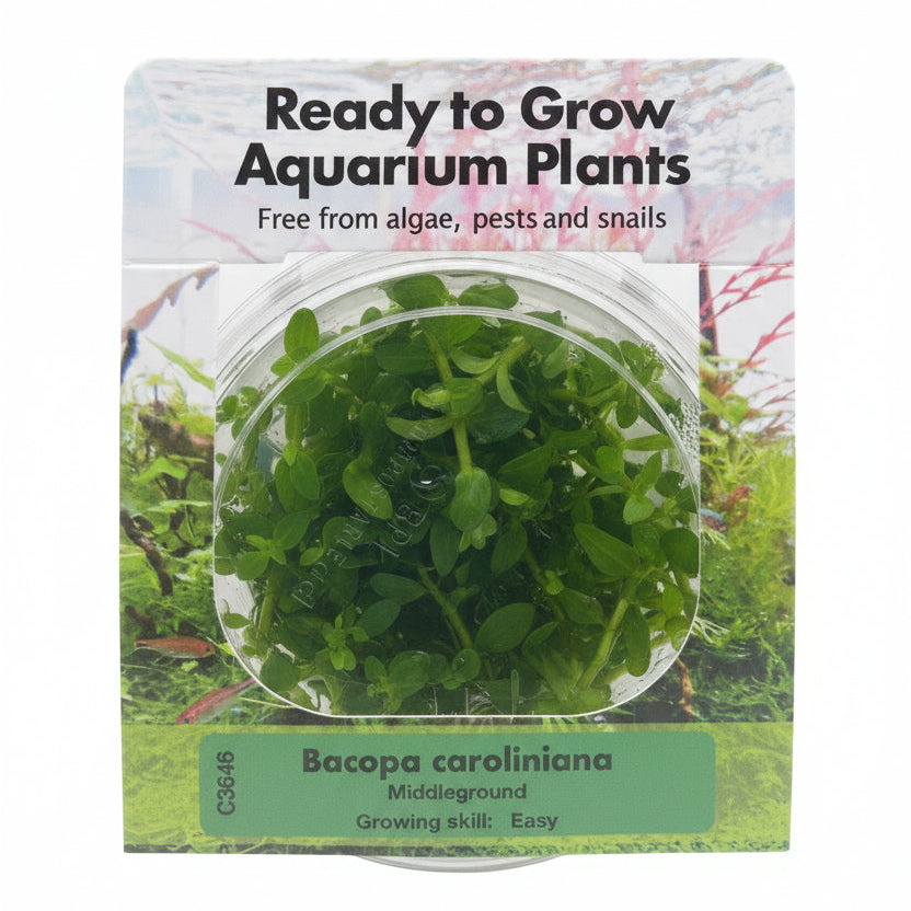 Bacopa caroliniana Tissue Culture - C3646 | Tissue Cultures | Largest Tropical Fish Selection at Your Local Fish Store