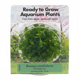 Bacopa caroliniana Tissue Culture - C3646 | Tissue Cultures | Largest Tropical Fish Selection at Your Local Fish Store