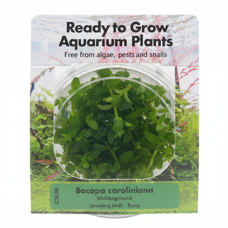 Bacopa caroliniana Tissue Culture - C3646 | Tissue Cultures | Largest Tropical Fish Selection at Your Local Fish Store