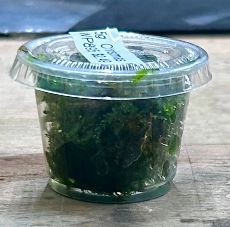Christmas Moss (Vesicularia montagnei) WP895