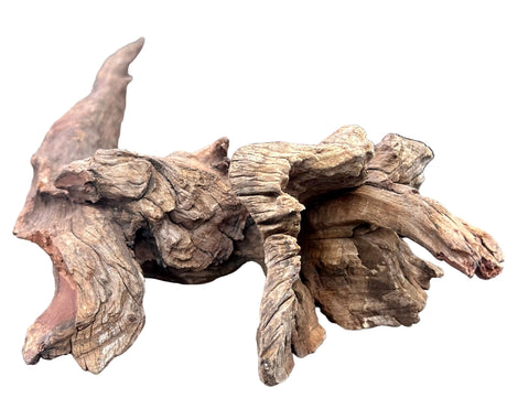 Malaysian Mangrove Sinking Driftwood