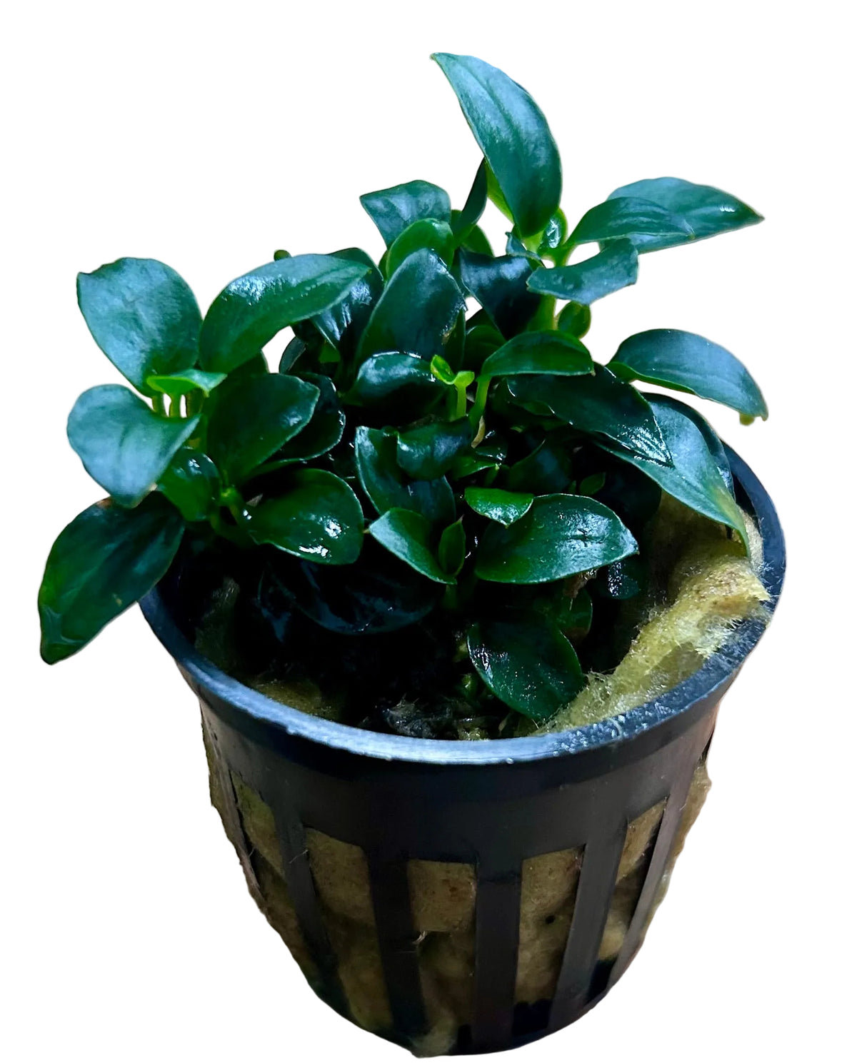 Anubias barteri var. nana 'Petite' 