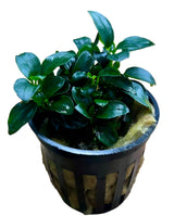 Anubias barteri var. nana 'Petite' 