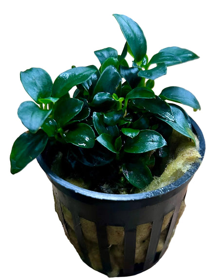 Anubias barteri var. nana 'Petite' 