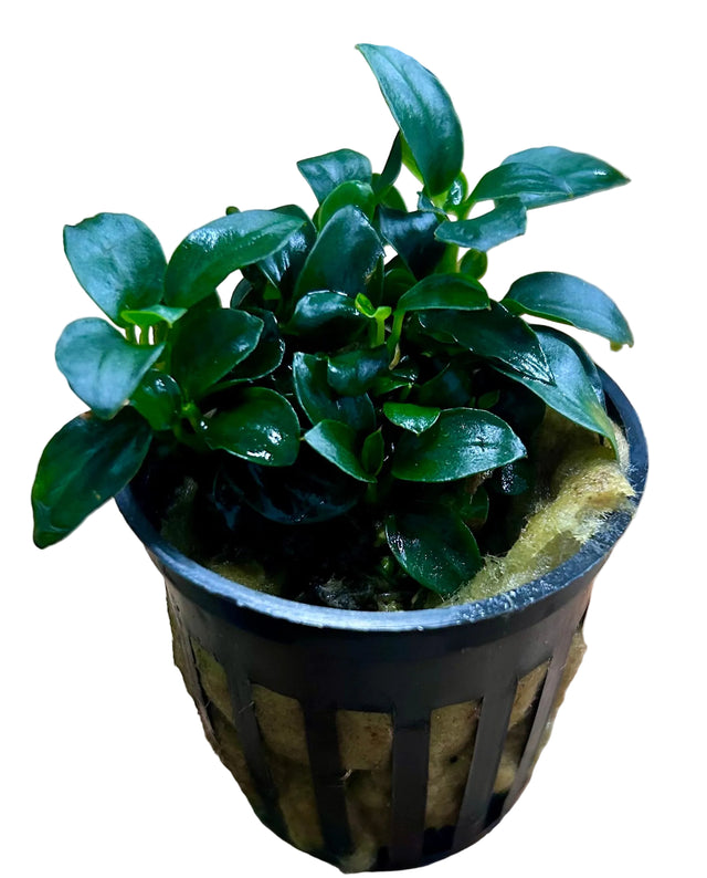 Anubias barteri var. nana 'Petite' 