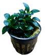 Anubias barteri var. nana 'Petite' 