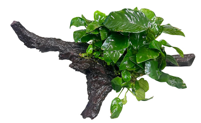 Anubias barteri var. nana on Medium Driftwood