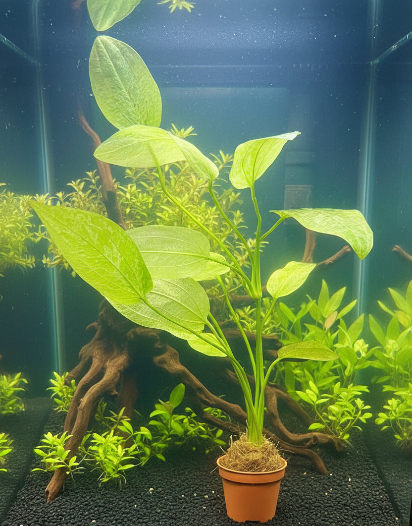 Echinodorus cord.'Tropical Marble Queen' Potted - WP448 | Potted Plants | Largest Tropical Fish Selection at Your Local Fish Store