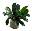 Bucephalandra Deep Blue - Bare Root - WL1666 | Potted Plants | Largest Tropical Fish Selection at Your Local Fish Store