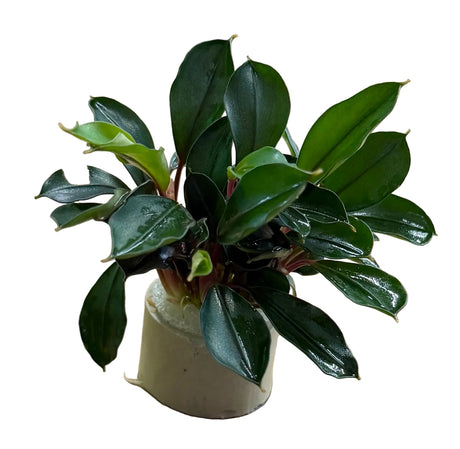 Bucephalandra Deep Blue - Bare Root - WL1666 | Potted Plants | Largest Tropical Fish Selection at Your Local Fish Store