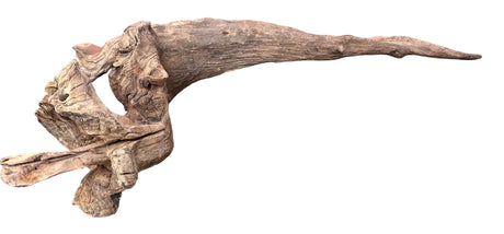 Malaysian Mangrove Sinking Driftwood