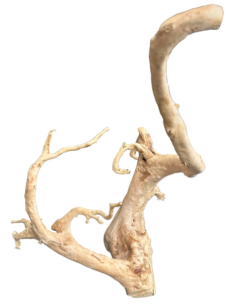 Large Piece of Spiderwood