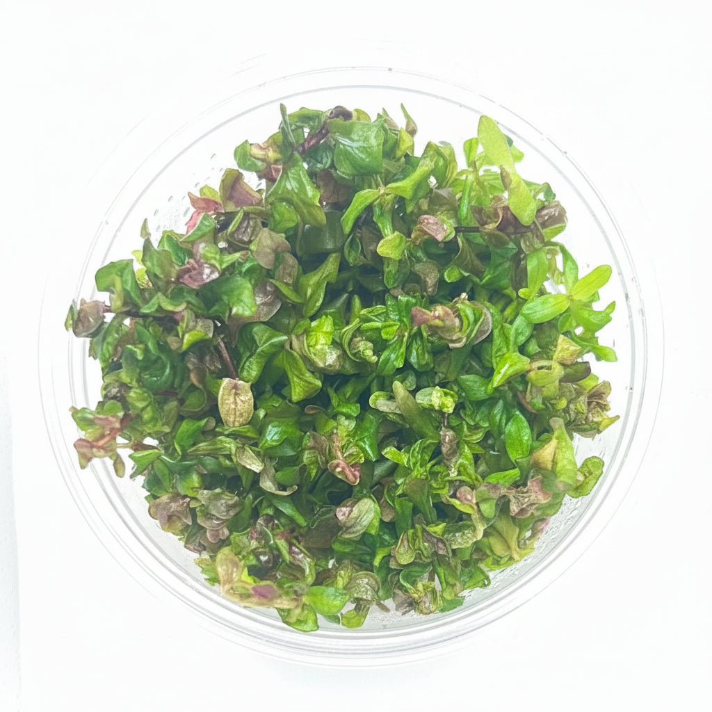 Rotala macrandra Japan Tissue Culture