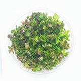 Rotala macrandra Japan Tissue Culture