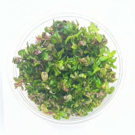 Rotala macrandra Japan Tissue Culture