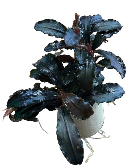 Bucephalandra Kedakang  - Bare Root - WL1782