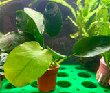 Anubias barteri var. barteri	Potted - WP018 | Potted Plants | Largest Tropical Fish Selection at Your Local Fish Store