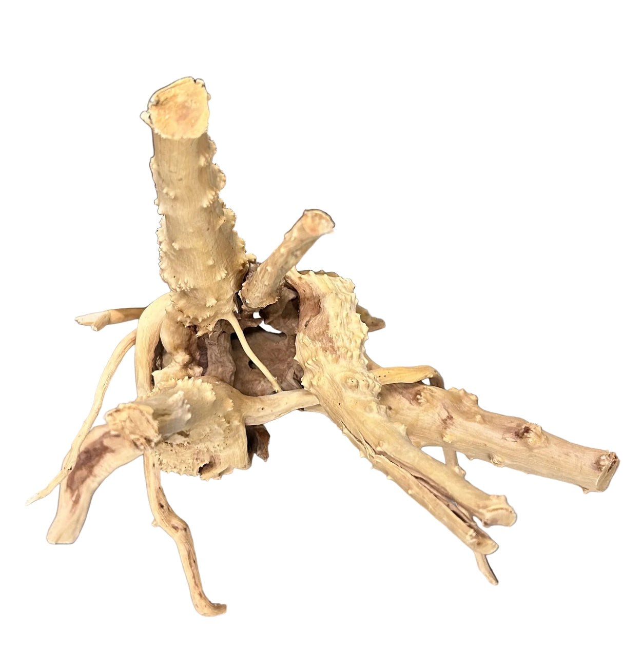  Piece of Spiderwood
