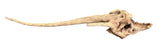 Malaysian Mangrove Sinking Driftwood