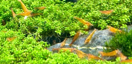 Orange Sunkist Shrimp (Neocaridina davidi)