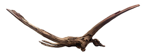 Malaysian Mangrove Sinking Driftwood