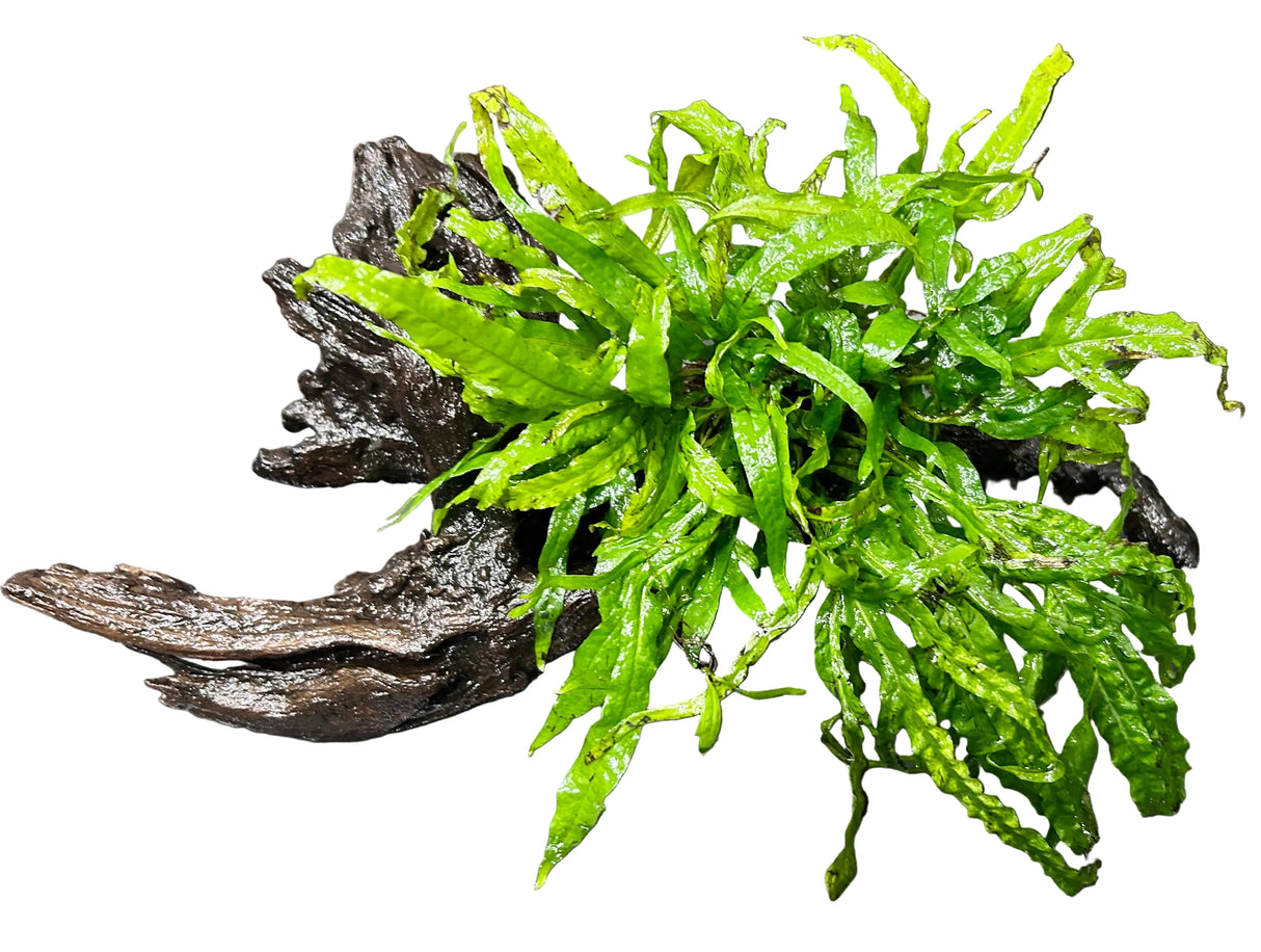  Java Fern Trident - Microsorum pteropus 'Trident' on driftwood