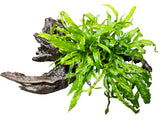 Java Fern Trident - Microsorum pteropus 'Trident' on driftwood