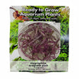 Hygrophila araguaia pink Tissue Culture 
