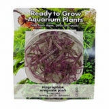 Hygrophila araguaia pink Tissue Culture 