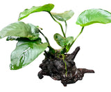  Anubias b.var.barteri 'Broad leaf' on Driftwood