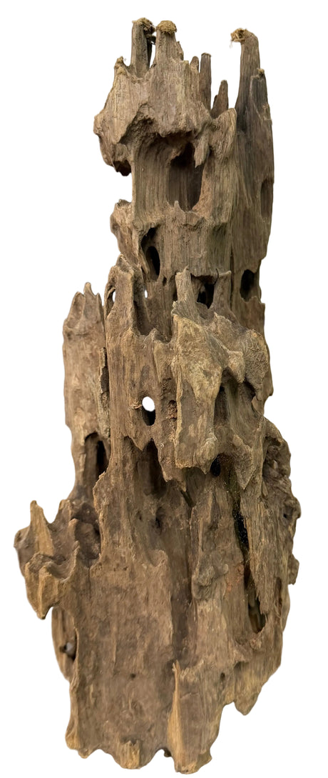 Texture / Shrimp Driftwood