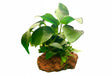 Anubias barteri var. nana on Lava Rock 