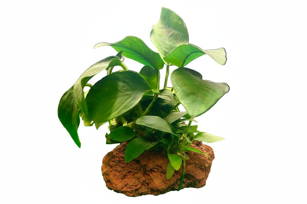 Anubias barteri var. nana on Lava Rock 