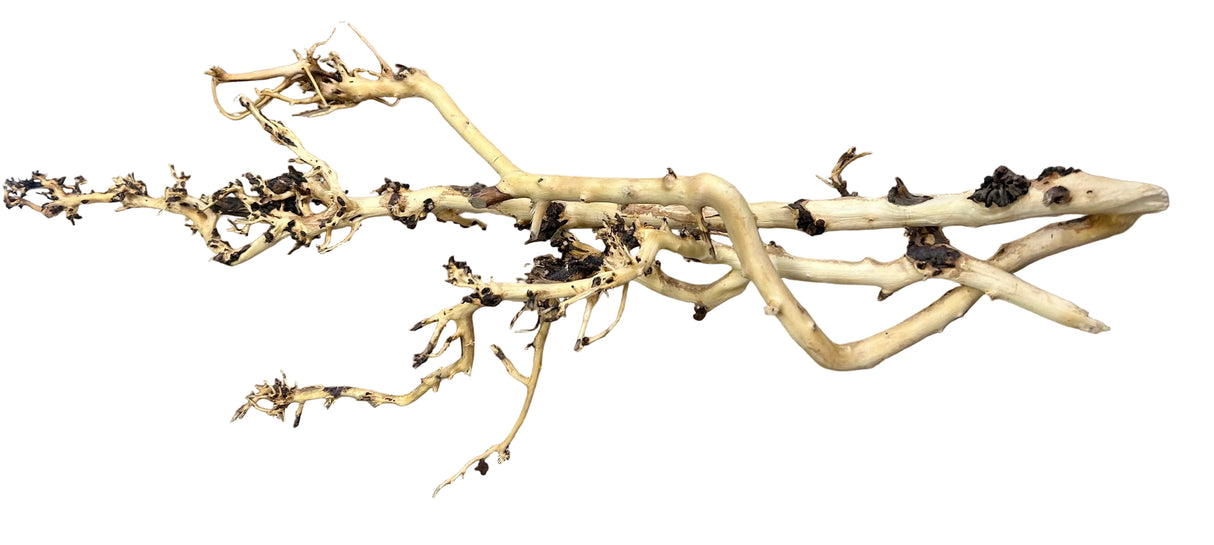 W.Y.S.I.W.Y.G.- 2009 - Thailand Branch Wood | Substrates & Hardscape | Largest Tropical Fish Selection at Your Local Fish Store