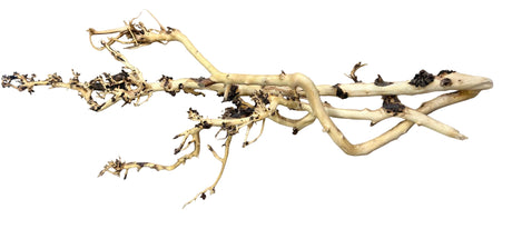 W.Y.S.I.W.Y.G.- 2009 - Thailand Branch Wood | Substrates & Hardscape | Largest Tropical Fish Selection at Your Local Fish Store