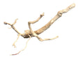 Large Spiderwood