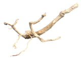 Large Spiderwood
