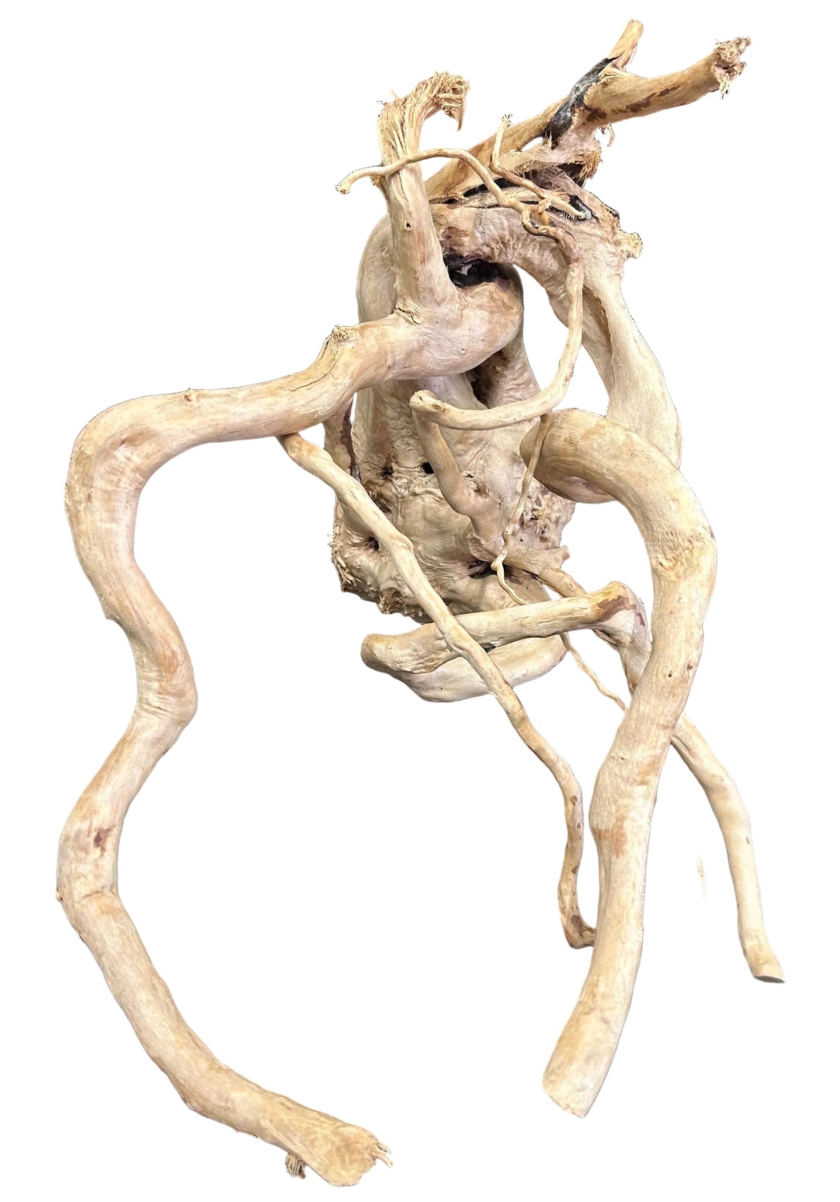Large Piece of Spiderwood