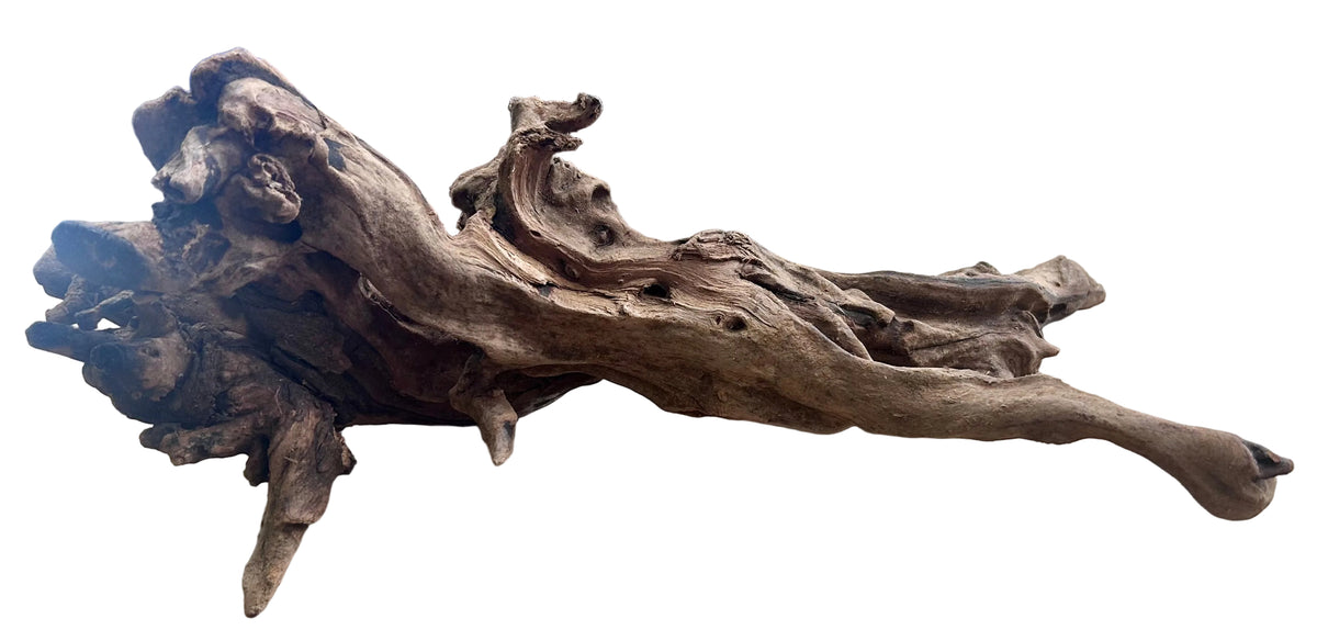 Malaysian Mangrove Sinking Driftwood