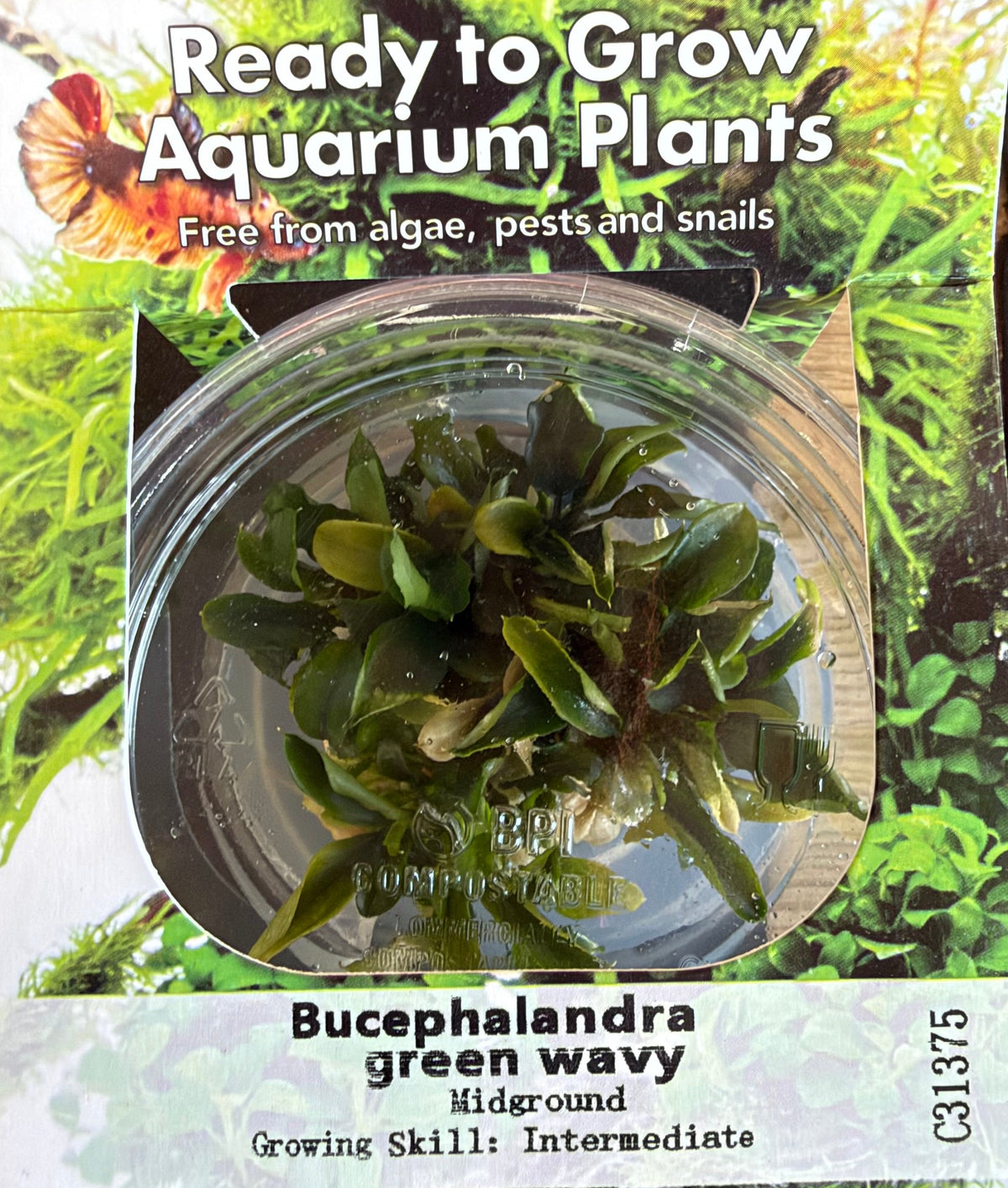 Bucephalandra “Wavy Green” Tissue Culture - C31375 | Tissue Cultures | Largest Tropical Fish Selection at Your Local Fish Store