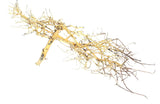 W.Y.S.I.W.Y.G.- 2007 - Thailand Branch Wood | Substrates & Hardscape | Largest Tropical Fish Selection at Your Local Fish Store