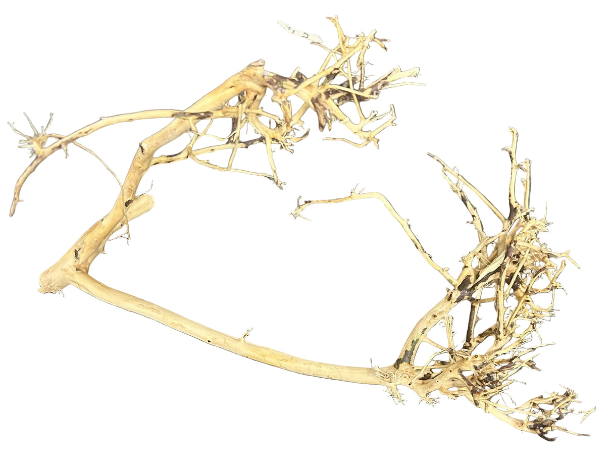 Thailand Branch Wood (2 pieces)