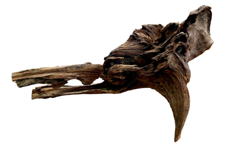 Malaysian Mangrove Sinking Driftwood