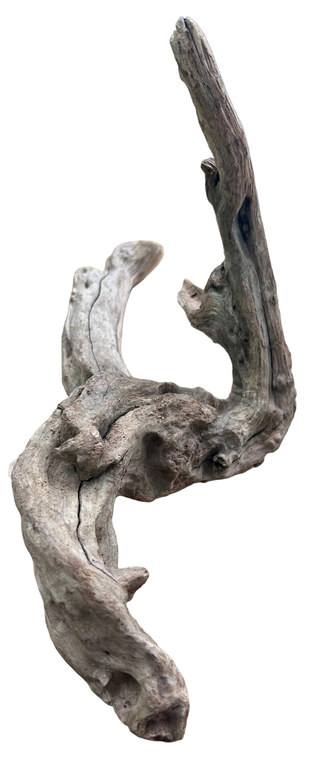 Malaysian Mangrove Sinking Driftwood