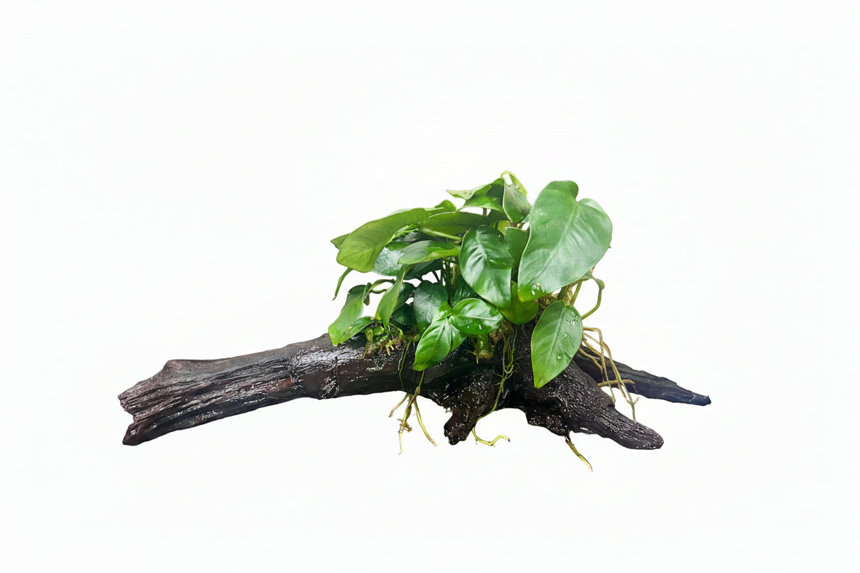  Anubias barteri var. nana on Medium Driftwood