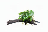  Anubias barteri var. nana on Medium Driftwood