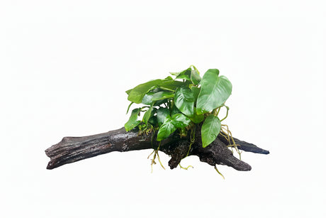  Anubias barteri var. nana on Medium Driftwood