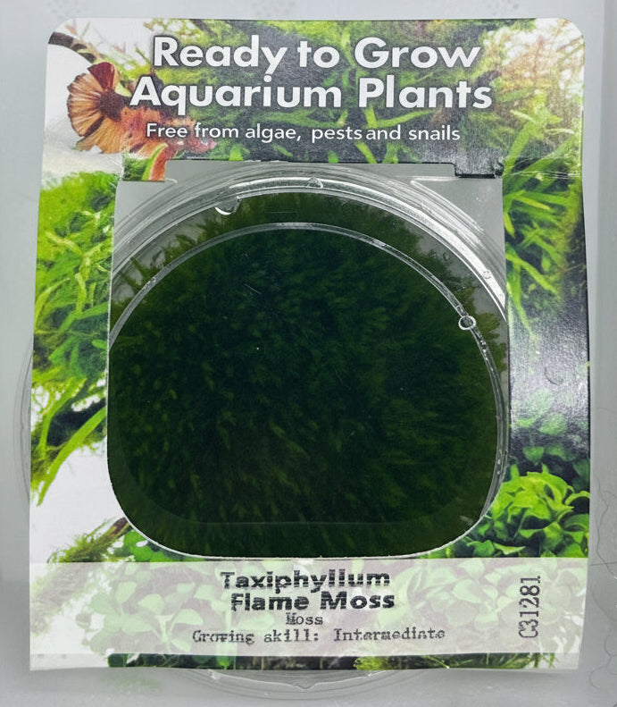 Taxiphyllum 'flame moss' Tissue Culture - C31281 | Tissue Cultures | Largest Tropical Fish Selection at Your Local Fish Store