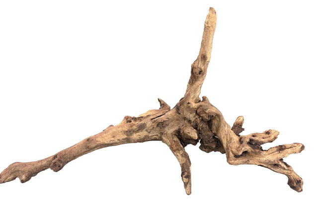 Malaysian Mangrove Sinking Driftwood